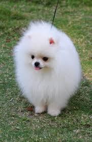 Pomerania cachorros listos para casas encantadoras, los cachorros son buenos para ir a buenos hogares. por favor, póngase en contacto con