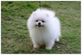 Precio: <br><br>

Pomerania Estándar $16,900 <br>
Lulú $19,300 <br><br>

100% pura raza, registrados todos los papeles en regla se envian a cualquier parte de la Republica. <br><br>

. Todos nuestros cachorros tienen tatuaje, microchip y registro. Cachorro sano y 100% de raza pura, la cual garantizamos en nuestra póliza de 5 años por cualquier enfermedad viral y pureza racial. Estamos en Estado de Mexico