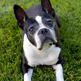 saludables Boston Terriers cachorros para la venta
<br>Hermosos cachorros cervatillo del dogo francés, tanto masculinos como femeninos. Por favor, busque en nuestro blog para más detalles, fotos e información acerca de nosotros. Siempre damos un paquete de cachorro con nuestros cachorros que se pueden ver en nuestro blog también. Estos cachorros están bien socializados, tienen maravillosos personajes y personalidades muy cariñosos. Ambos padres se pueden ver en una visita. Por favor llame para más detalles acerca de nuestros cachorros o para asegurar un cachorro.