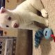 
Precio Siberian husky...........<strong>            $18,500.00  A  $22,000.00  (dependiendo del color)</strong> <br><br>


100% pura raza, registrados todos los papeles en regla se envian a cualquier parte de la Republica.<br><br> 

<li>Contrato de compraventa<br><br></li>


<li>Seguro de vida gratuito por escrito de 5 años que cubre muerte en caso de cuestiones virales</li>
<br><br>

<li>Garantía de Pureza Racial<br><br></li>

<li>Certificado de registro inicial que extiende la Federación Canófila Mexicana donde los cachorros se entregan con tatuaje y microchip</li>

