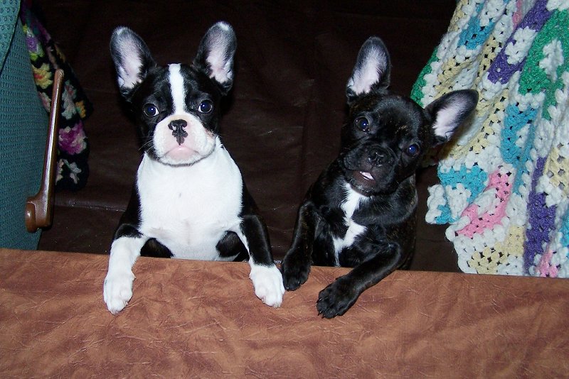 2 cachorros bulldog frances