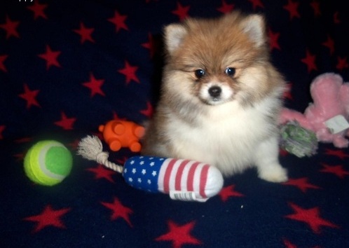 Magníficos cachorros de Pomerania