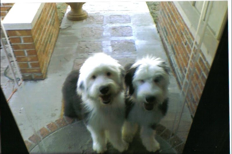 Cachorros de Bobtail disponible