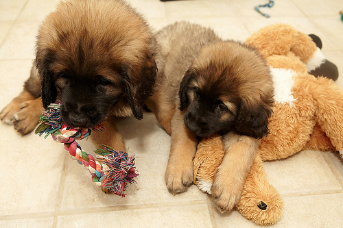magníficos cachorros leonberger disponibles para adopción.