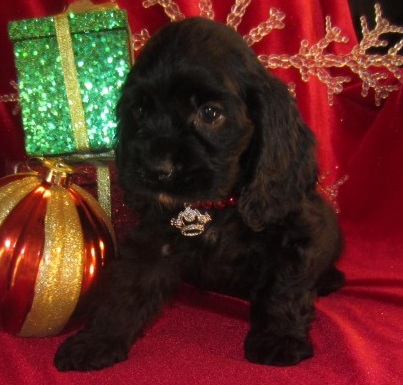 Preciosos cachorros de cocker spaniel listo