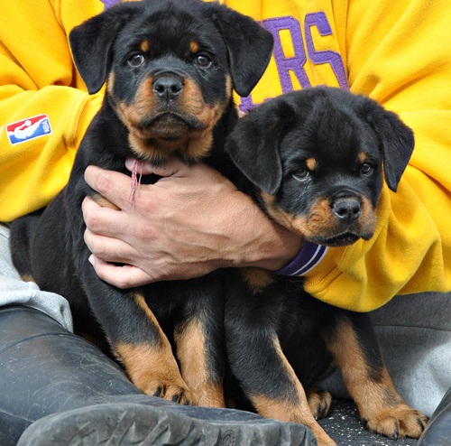 
Precio Rottweiler...........<strong>   $18,000.00</strong> <br><br>


100% pura raza, registrados todos los papeles en regla se envian a cualquier parte de la Republica.<br><br> 

<li>Contrato de compraventa<br><br></li>


<li>Seguro de vida gratuito por escrito de 5 años que cubre muerte en caso de cuestiones virales</li>
<br><br>

<li>Garantía de Pureza Racial<br><br></li>

<li>Certificado de registro inicial que extiende la Federación Canófila Mexicana donde los cachorros se entregan con tatuaje y microchip</li>

