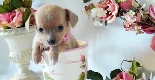 
Precio Chihuahua...........<strong>     $16,500.00  A   $20,000.00    (dependiendo del tamaño y color)</strong> <br><br>


100% pura raza, registrados todos los papeles en regla se envian a cualquier parte de la Republica.<br><br> 

<li>Contrato de compraventa<br><br></li>


<li>Seguro de vida gratuito por escrito de 5 años que cubre muerte en caso de cuestiones virales</li>
<br><br>

<li>Garantía de Pureza Racial<br><br></li>

<li>Certificado de registro inicial que extiende la Federación Canófila Mexicana donde los cachorros se entregan con tatuaje y microchip</li>

