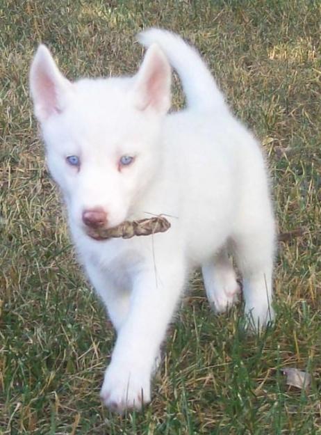 
Precio Siberian husky...........<strong>            $18,500.00  A  $22,000.00  (dependiendo del color)</strong> <br><br>


100% pura raza, registrados todos los papeles en regla se envian a cualquier parte de la Republica.<br><br> 

<li>Contrato de compraventa<br><br></li>


<li>Seguro de vida gratuito por escrito de 5 años que cubre muerte en caso de cuestiones virales</li>
<br><br>

<li>Garantía de Pureza Racial<br><br></li>

<li>Certificado de registro inicial que extiende la Federación Canófila Mexicana donde los cachorros se entregan con tatuaje y microchip</li>

