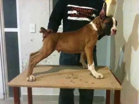 Cachorros Boxer con Pedigree Internacional