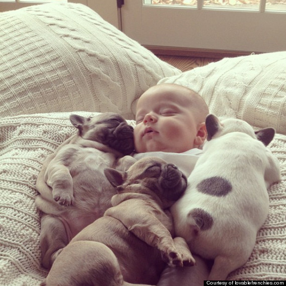 tres cachorros de bulldog francés inteligentes y juguetones para la adopción de un hogar amoroso animales .