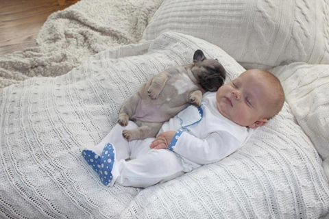 tres cachorros de bulldog francés inteligentes y juguetones para la adopción de un hogar amoroso animales .