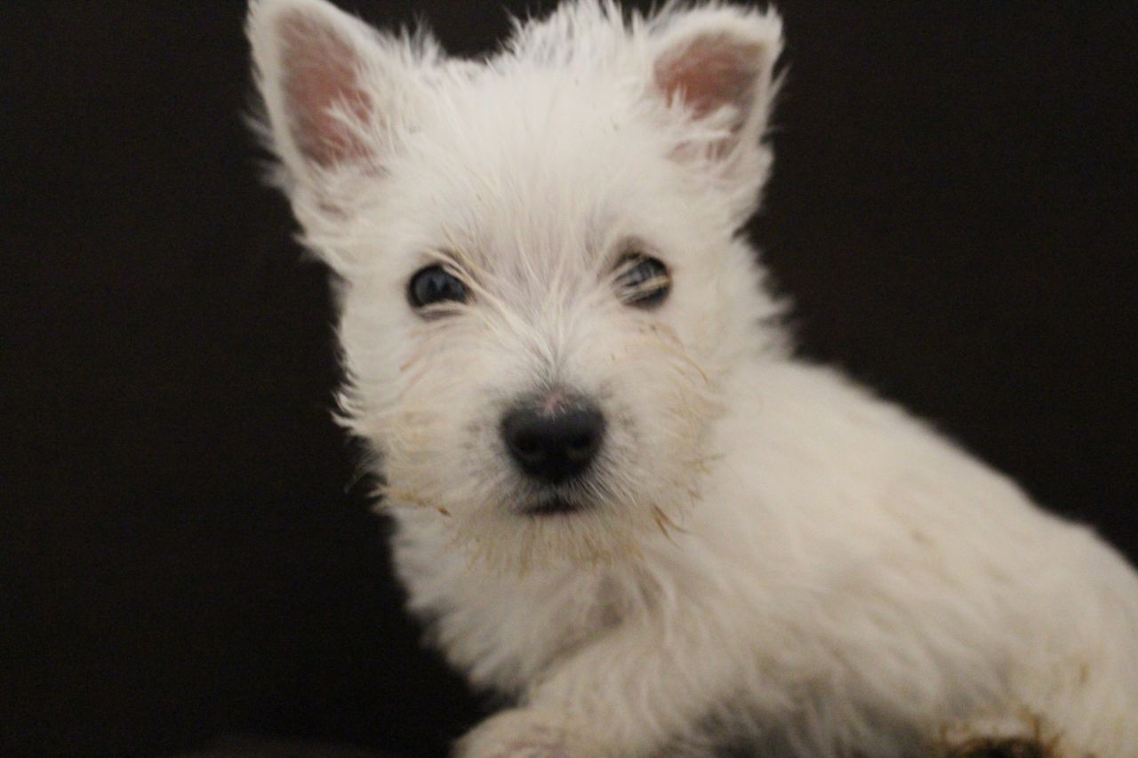 5 cachorros de West Highland Terrier hermosa