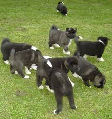 Akita Americano cachorros