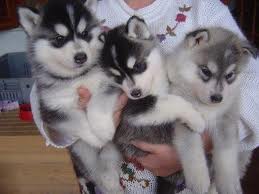 Alaskan Malamute Cachorros