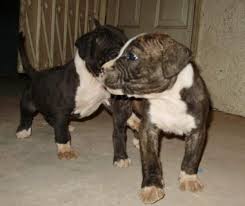  American Pitt Bull Terrier Cachorros