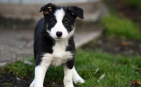 Australian Kelpie Cachorros