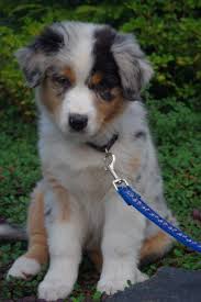 Australian Shepherd Cachorros