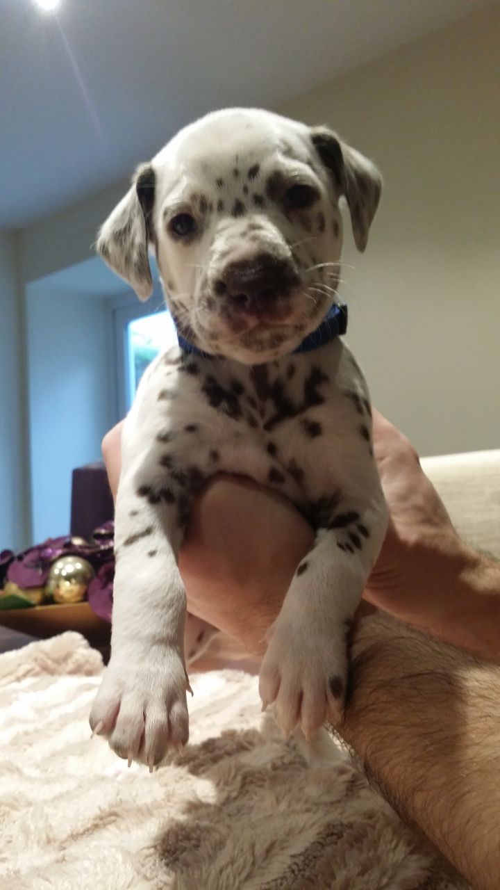 
Precio Dalmata...........<strong>        $16,000.00</strong> <br><br>


100% pura raza, registrados todos los papeles en regla se envian a cualquier parte de la Republica.<br><br> 

<li>Contrato de compraventa<br><br></li>


<li>Seguro de vida gratuito por escrito de 5 años que cubre muerte en caso de cuestiones virales</li>
<br><br>

<li>Garantía de Pureza Racial<br><br></li>

<li>Certificado de registro inicial que extiende la Federación Canófila Mexicana donde los cachorros se entregan con tatuaje y microchip</li>

