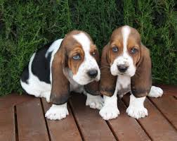  Basset Hound Cachorros