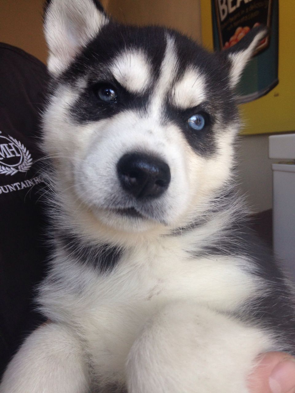 Kc registrados Husky siberiano cachorros