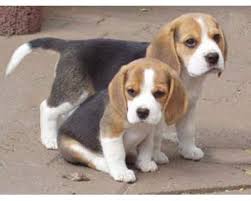 
Precio Beagle...........<strong>$16,500.00</strong> <br><br>

100% pura raza, registrados todos los papeles en regla se envian a cualquier parte de la Republica.<br><br> 

<li>Contrato de compraventa<br><br></li>


<li>Seguro de vida gratuito por escrito de 5 años que cubre muerte en caso de cuestiones virales</li>
<br><br>

<li>Garantía de Pureza Racial<br><br></li>


<li>Certificado de registro inicial que extiende la Federación Canófila Mexicana donde los cachorros se entregan con tatuaje y microchip<br><br></li>

