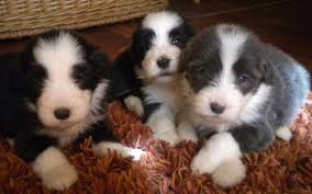 Cachorros de Bearded Collie