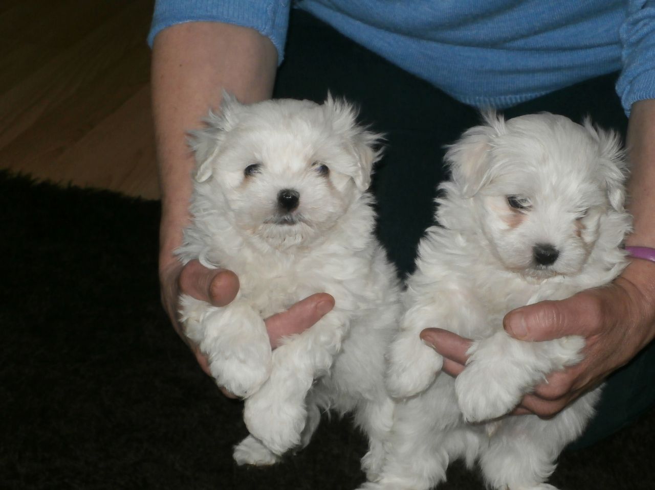 Bichón Maltés Cachorros