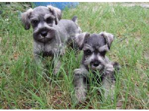 
Precio Schnauzer...........<strong>      $15,000.00   A   $22,000.00  (dependiendo del tamaño y color)</strong> <br><br>


100% pura raza, registrados todos los papeles en regla se envian a cualquier parte de la Republica.<br><br> 

<li>Contrato de compraventa<br><br></li>


<li>Seguro de vida gratuito por escrito de 5 años que cubre muerte en caso de cuestiones virales</li>
<br><br>

<li>Garantía de Pureza Racial<br><br></li>

<li>Certificado de registro inicial que extiende la Federación Canófila Mexicana donde los cachorros se entregan con tatuaje y microchip</li>

