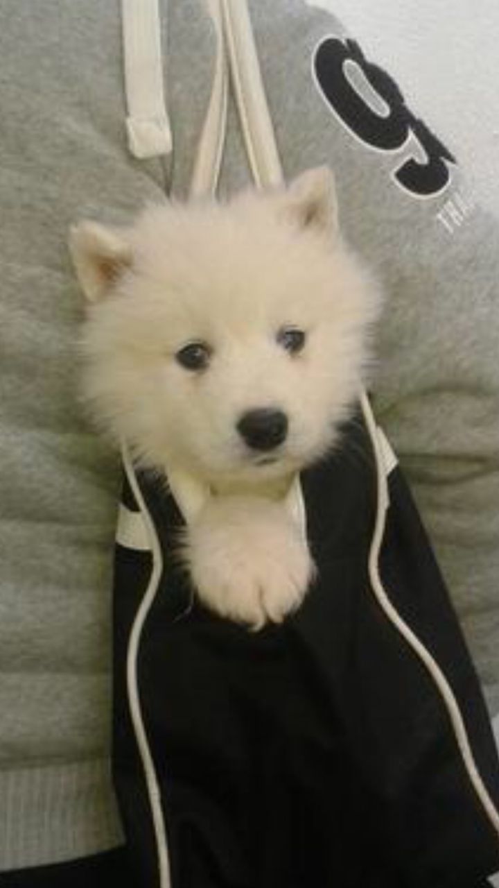 
Precio Samoyedo...........<strong>$35,000.00</strong> <br><br>


100% pura raza, registrados todos los papeles en regla se envian a cualquier parte de la Republica.<br><br> 

<li>Contrato de compraventa<br><br></li>


<li>Seguro de vida gratuito por escrito de 5 años que cubre muerte en caso de cuestiones virales</li>
<br><br>

<li>Garantía de Pureza Racial<br><br></li>

<li>Certificado de registro inicial que extiende la Federación Canófila Mexicana donde los cachorros se entregan con tatuaje y microchip</li>

