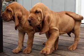 Bloodhound Cachorros