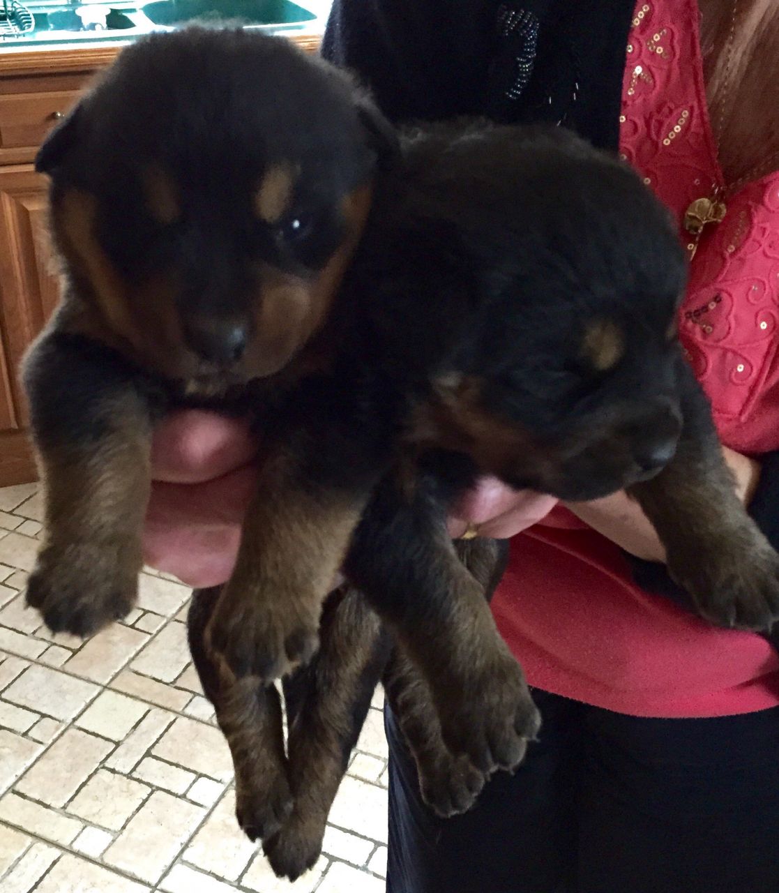 
Precio Rottweiler...........<strong>   $18,000.00</strong> <br><br>


100% pura raza, registrados todos los papeles en regla se envian a cualquier parte de la Republica.<br><br> 

<li>Contrato de compraventa<br><br></li>


<li>Seguro de vida gratuito por escrito de 5 años que cubre muerte en caso de cuestiones virales</li>
<br><br>

<li>Garantía de Pureza Racial<br><br></li>

<li>Certificado de registro inicial que extiende la Federación Canófila Mexicana donde los cachorros se entregan con tatuaje y microchip</li>

