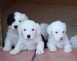 Bobtail Cachorros