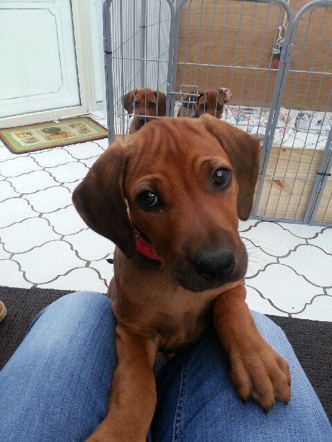 Los cachorros Rhodesian Ridgeback