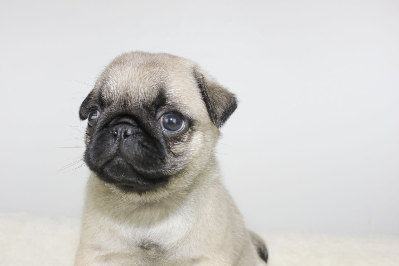 
Precio Pug...........<strong> $18,000.00  A   $20,000.00  (dependiendo del  color)</strong> <br><br>


100% pura raza, registrados todos los papeles en regla se envian a cualquier parte de la Republica.<br><br> 

<li>Contrato de compraventa<br><br></li>


<li>Seguro de vida gratuito por escrito de 5 años que cubre muerte en caso de cuestiones virales</li>
<br><br>

<li>Garantía de Pureza Racial<br><br></li>

<li>Certificado de registro inicial que extiende la Federación Canófila Mexicana donde los cachorros se entregan con tatuaje y microchip</li>

