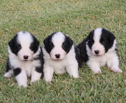 
Precio Border collie...........<strong> $16,500.00</strong> <br><br>


100% pura raza, registrados todos los papeles en regla se envian a cualquier parte de la Republica.<br><br> 

<li>Contrato de compraventa<br><br></li>


<li>Seguro de vida gratuito por escrito de 5 años que cubre muerte en caso de cuestiones virales</li>
<br><br>

<li>Garantía de Pureza Racial<br><br></li>

<li>Certificado de registro inicial que extiende la Federación Canófila Mexicana donde los cachorros se entregan con tatuaje y microchip</li>

