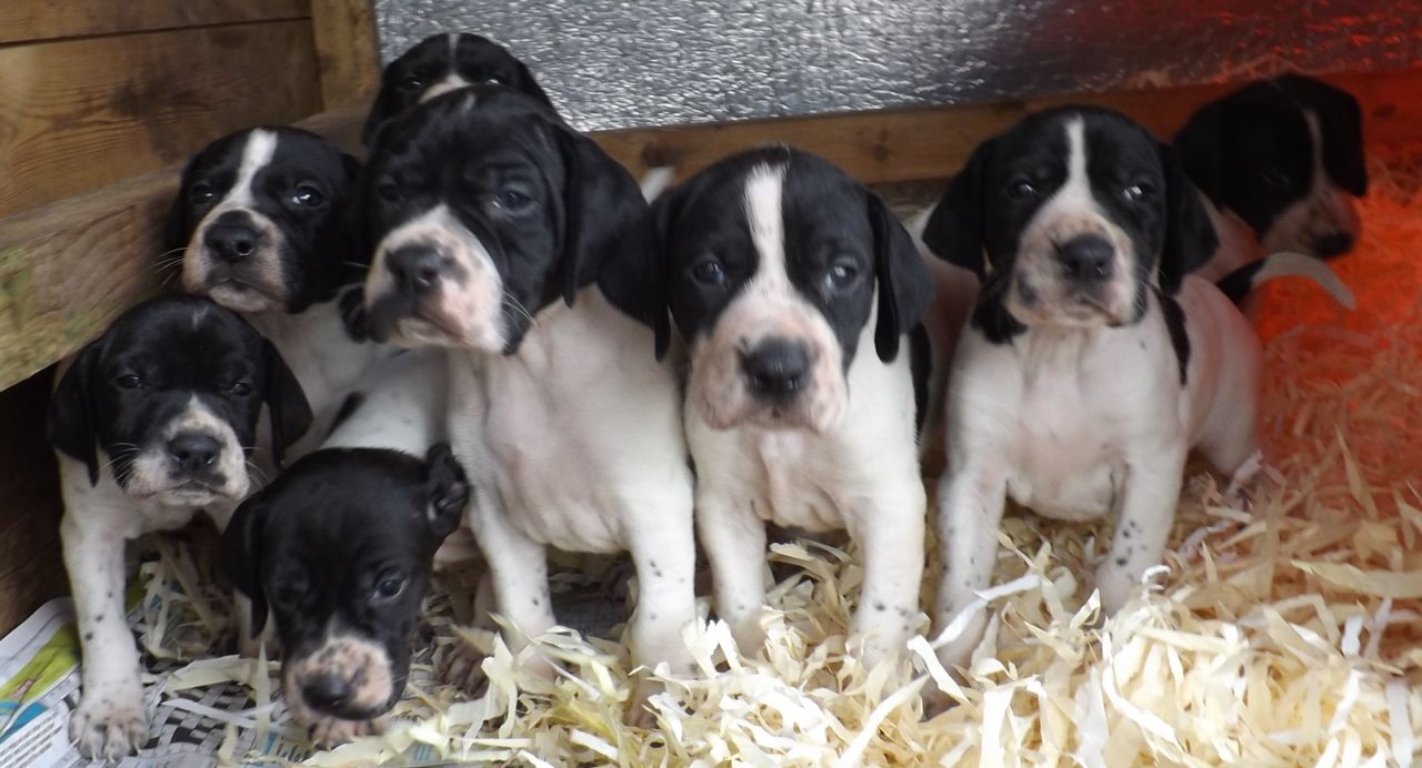 Impresionantes cachorros Blanco y Negro Inglés Pointer