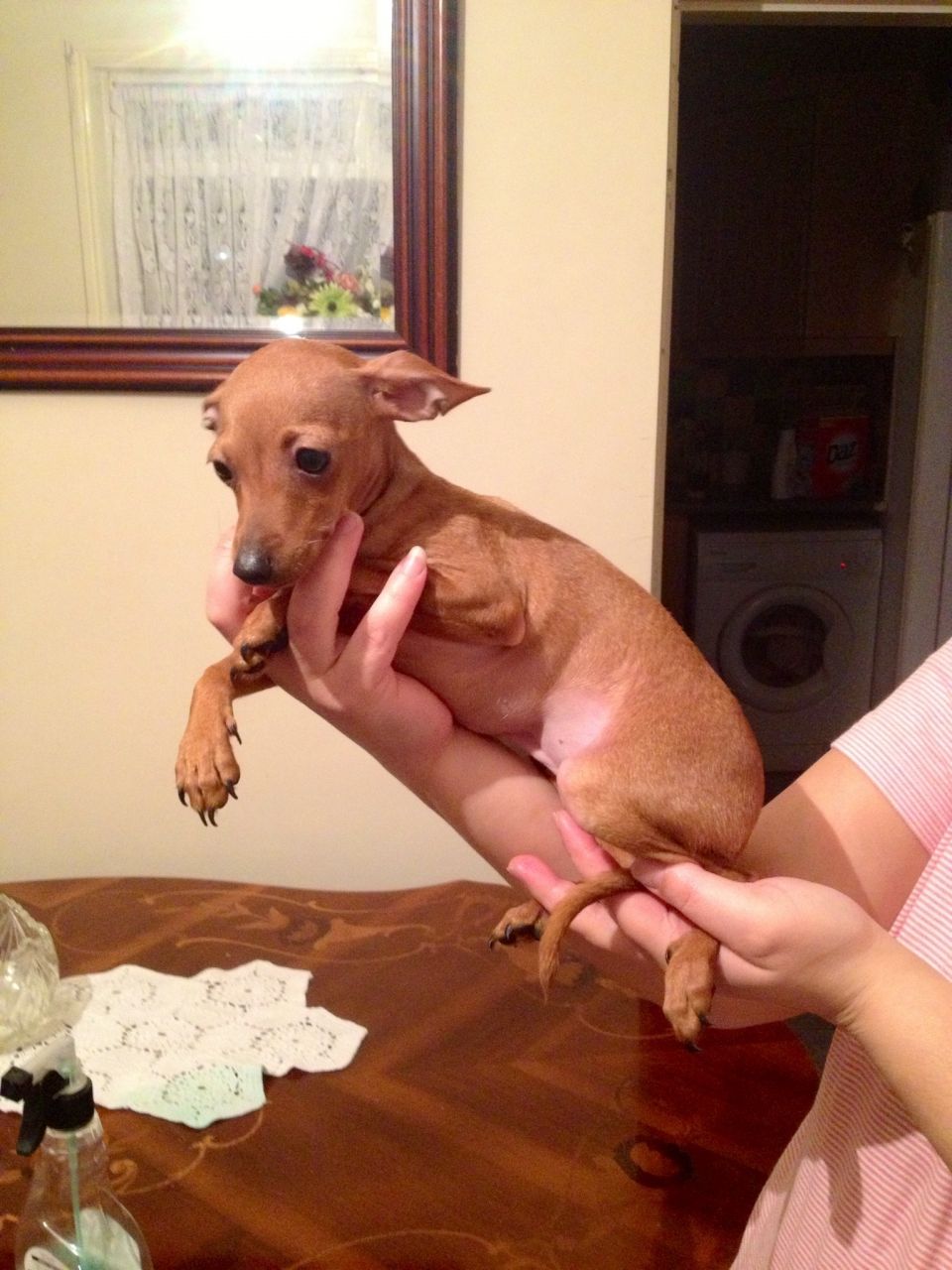 Cachorros Pinscher