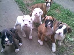 Los cachorros Boxer adorables