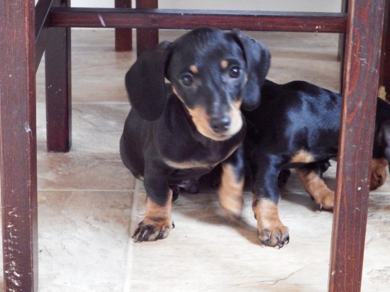 
Precio Dachshund...........<strong>        $18,500.00  A   $25,000.00    (dependiendo del tamaño y color)</strong> <br><br>


100% pura raza, registrados todos los papeles en regla se envian a cualquier parte de la Republica.<br><br> 

<li>Contrato de compraventa<br><br></li>


<li>Seguro de vida gratuito por escrito de 5 años que cubre muerte en caso de cuestiones virales</li>
<br><br>

<li>Garantía de Pureza Racial<br><br></li>

<li>Certificado de registro inicial que extiende la Federación Canófila Mexicana donde los cachorros se entregan con tatuaje y microchip</li>

