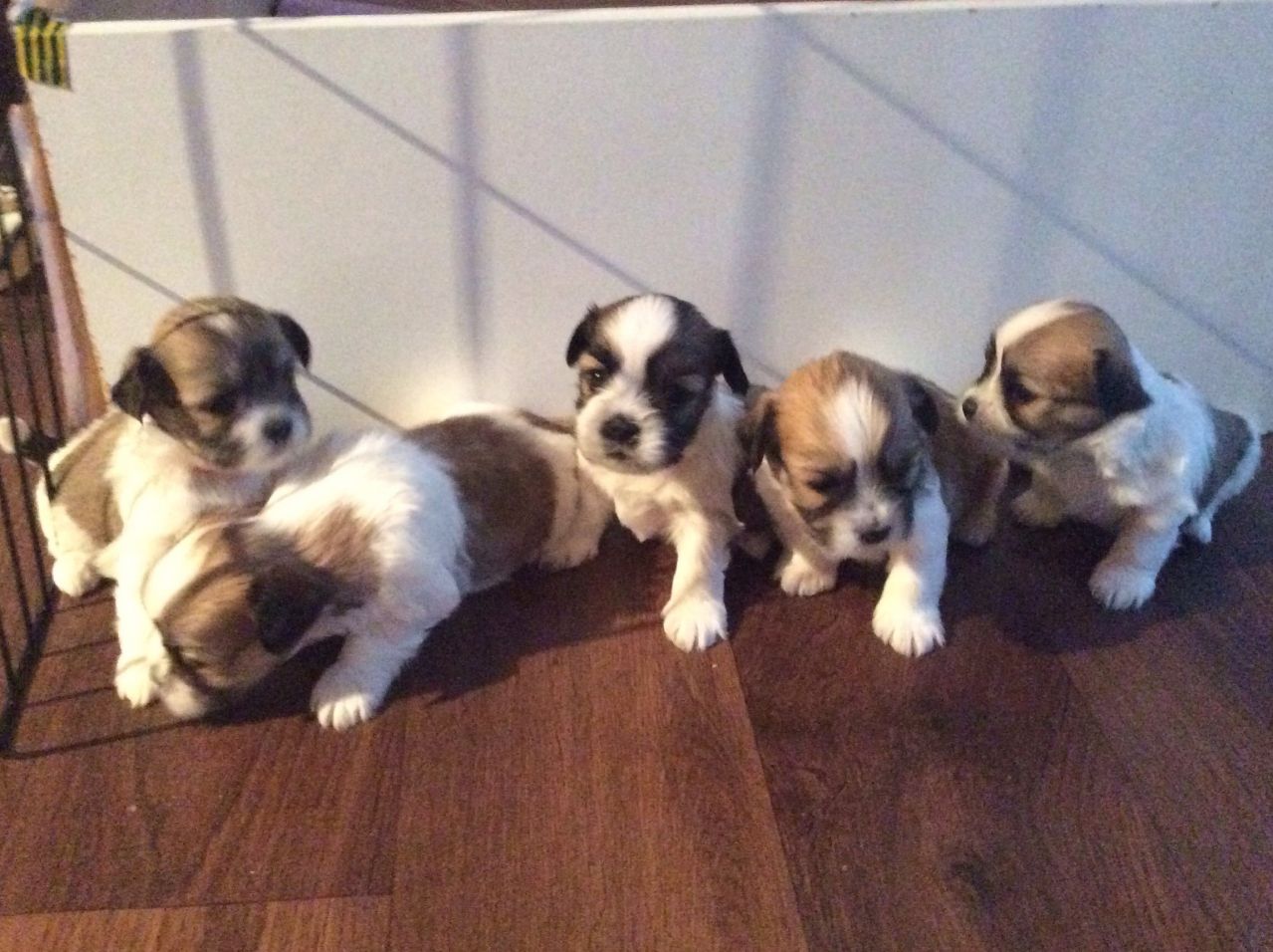 Adorables Cachorros Lhasa Apso en venta.
<br>Dos perras y tres perros. Vienen con cinco generaciones de pedigrí.
<br>Será flead y desparasitados al día.
<br>Estos perros de no mudan y son una excelente pedigrí.
<br>Ellos son grandes con los niños.
<br>Mamá es KC registrado y mamá y papá puede ser visto.