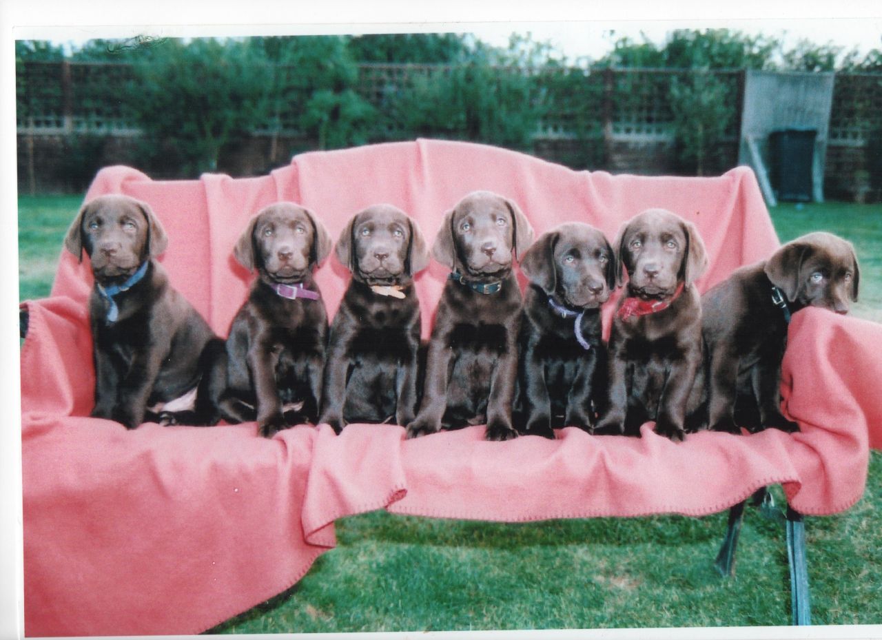 Fabulosas Kc Los cachorros de Labrador del chocolate para la venta