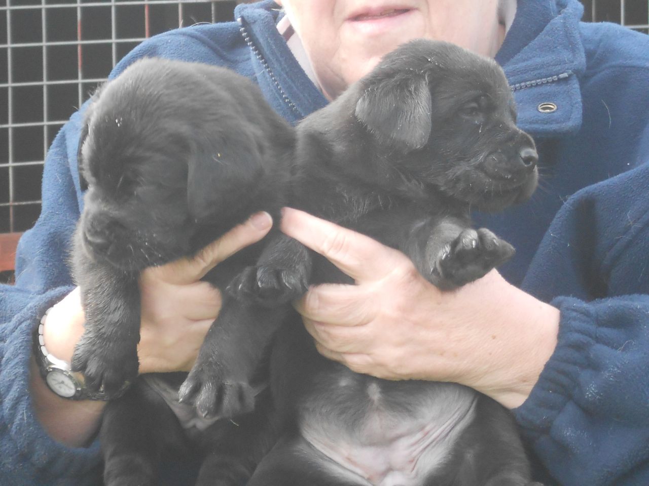 Cachorros magnífico Negro Labrador ...