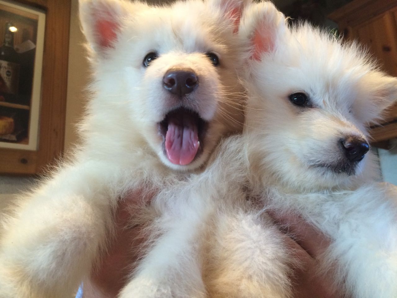 Impresionantes blancos cachorros de pastor alemán ListoYa