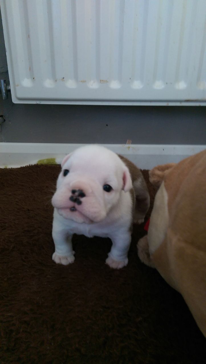 
Precio Bulldog...........<strong>   $35,000.00  A   $60,000.00    (dependiendo la calidad)</strong> <br><br>


100% pura raza, registrados todos los papeles en regla se envian a cualquier parte de la Republica.<br><br> 

<li>Contrato de compraventa<br><br></li>


<li>Seguro de vida gratuito por escrito de 5 años que cubre muerte en caso de cuestiones virales</li>
<br><br>

<li>Garantía de Pureza Racial<br><br></li>

<li>Certificado de registro inicial que extiende la Federación Canófila Mexicana donde los cachorros se entregan con tatuaje y microchip</li>

