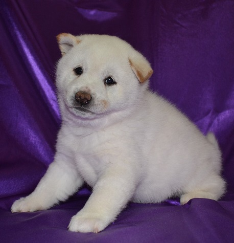 Shiba Inu cachorros PARA ADOPCIÓN
