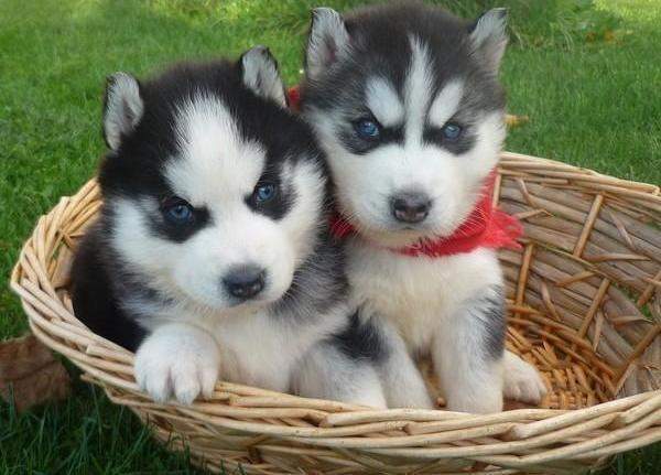 
Precio Siberian husky...........<strong>            $18,500.00  A  $22,000.00  (dependiendo del color)</strong> <br><br>


100% pura raza, registrados todos los papeles en regla se envian a cualquier parte de la Republica.<br><br> 

<li>Contrato de compraventa<br><br></li>


<li>Seguro de vida gratuito por escrito de 5 años que cubre muerte en caso de cuestiones virales</li>
<br><br>

<li>Garantía de Pureza Racial<br><br></li>

<li>Certificado de registro inicial que extiende la Federación Canófila Mexicana donde los cachorros se entregan con tatuaje y microchip</li>

