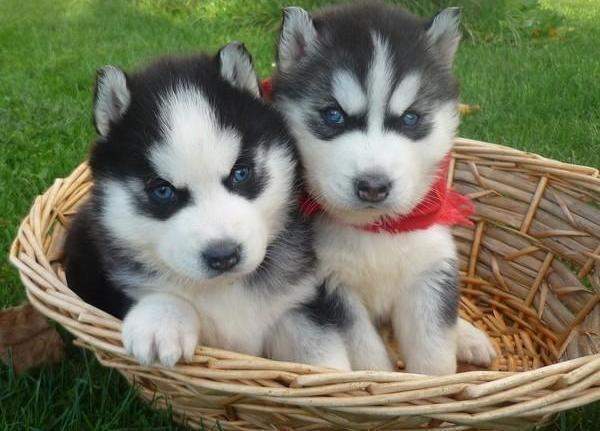 cachorros husky siberianos masculinos y femeninos