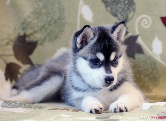 
Precio Siberian husky...........<strong>            $18,500.00  A  $22,000.00  (dependiendo del color)</strong> <br><br>


100% pura raza, registrados todos los papeles en regla se envian a cualquier parte de la Republica.<br><br> 

<li>Contrato de compraventa<br><br></li>


<li>Seguro de vida gratuito por escrito de 5 años que cubre muerte en caso de cuestiones virales</li>
<br><br>

<li>Garantía de Pureza Racial<br><br></li>

<li>Certificado de registro inicial que extiende la Federación Canófila Mexicana donde los cachorros se entregan con tatuaje y microchip</li>

