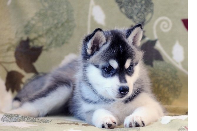 
Precio Siberian husky...........<strong>            $18,500.00  A  $22,000.00  (dependiendo del color)</strong> <br><br>


100% pura raza, registrados todos los papeles en regla se envian a cualquier parte de la Republica.<br><br> 

<li>Contrato de compraventa<br><br></li>


<li>Seguro de vida gratuito por escrito de 5 años que cubre muerte en caso de cuestiones virales</li>
<br><br>

<li>Garantía de Pureza Racial<br><br></li>

<li>Certificado de registro inicial que extiende la Federación Canófila Mexicana donde los cachorros se entregan con tatuaje y microchip</li>

