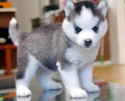 Cachorros Siberian Husky